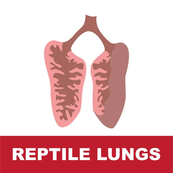 Reptile schematic lung anatomy — Stock Vector