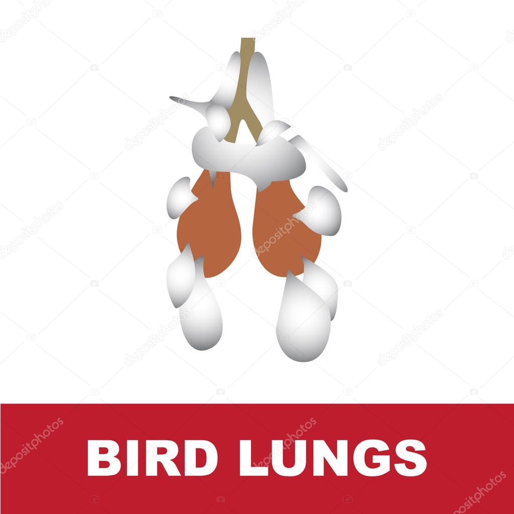 bird schematic lung anatomy