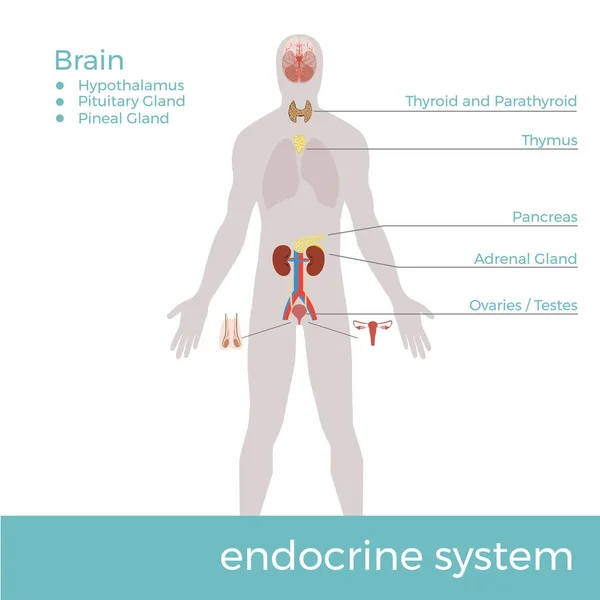 Vektorillustration Des Menschlichen Endokrinen Systems Mit Beschreibung — Stockvektor