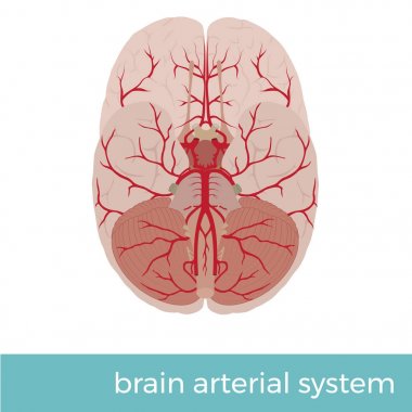 insan beyni Arteryel sistemi vektör Illustration. Eğitim pupose için büyük 