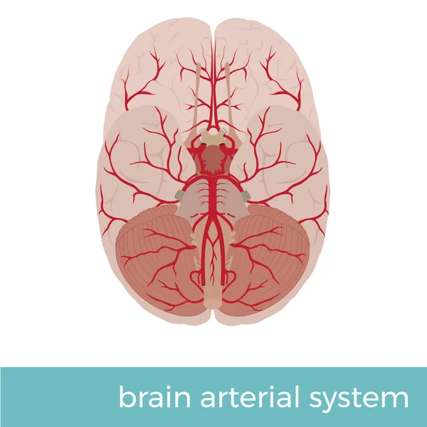 Ilustración Vectorial Del Sistema Arterial Cerebral Humano Ideal Para Propósito — Vector de stock