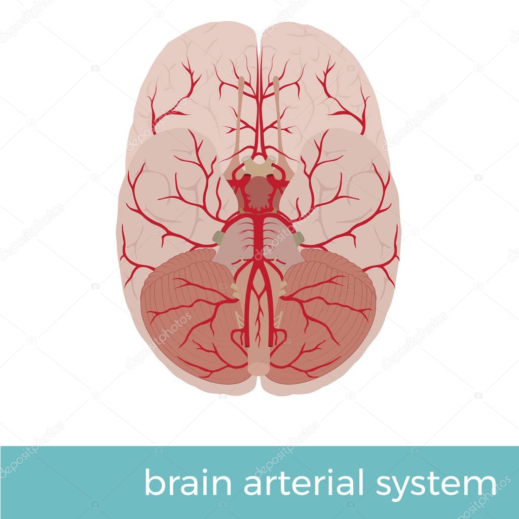 vector illustration of human brain arterial system. Great for educational pupose 