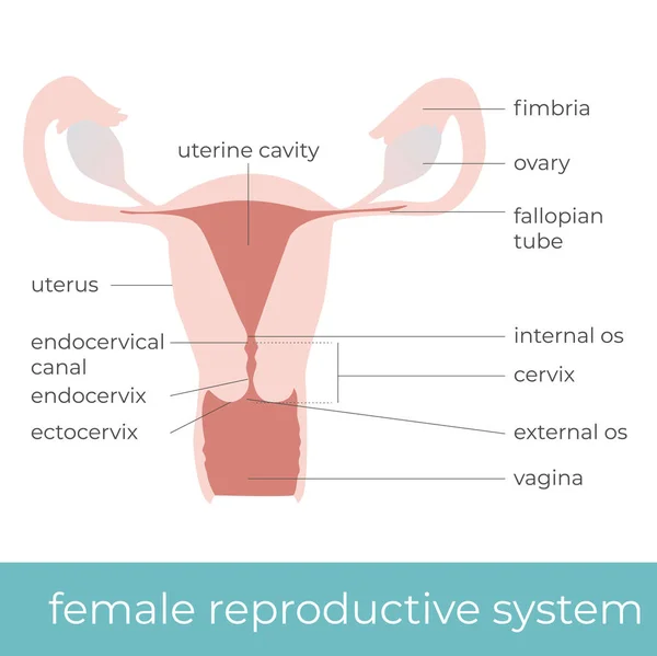 Illustrazione Vettoriale Del Sistema Riproduttivo Femminile Ottimo Scopi Educativi — Vettoriale Stock