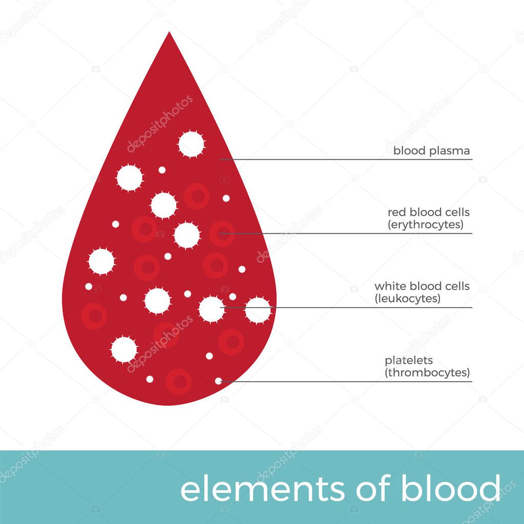 vector illustration blood elements. blood drop with main cells in it. 