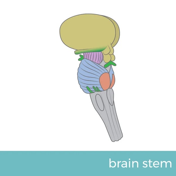 Ilustração Vetorial Visão Lateral Tronco Cerebral —  Vetores de Stock