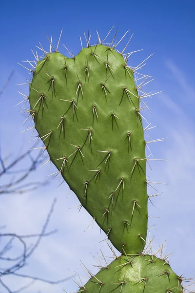 Heart Shaped Cactus Blue Sky — Stock Photo, Image