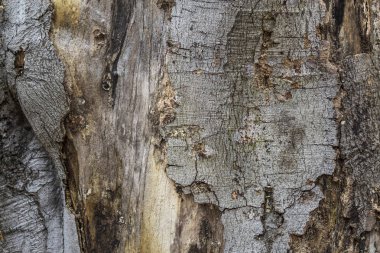 arka plan bir kabuk. fotoğrafı kapatın