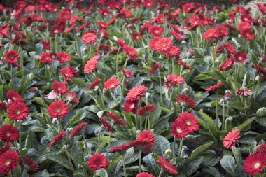 Derma laleler ve diğer çiçek alanları. seçici odak kullanılan.