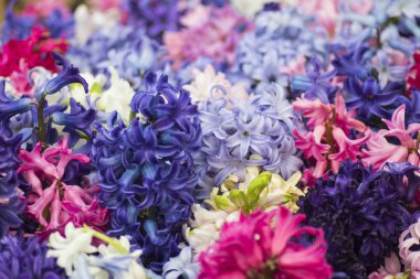 Derma laleler ve diğer çiçek alanları. seçici odak kullanılan.