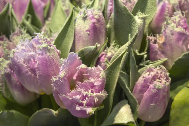 Derma laleler ve diğer çiçek alanları. seçici odak kullanılan.