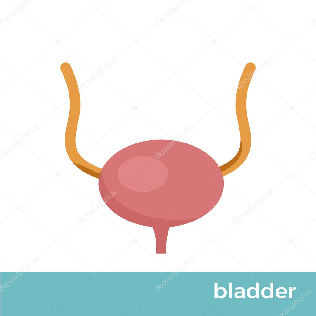 Urinary bladder, ureter and urethra glyph icon. Urinary system.Vector isolated illustration