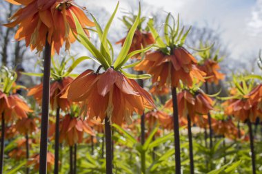 Imperials çiçekler, Kaiser'ın taç, Fritillaria imperialis taç