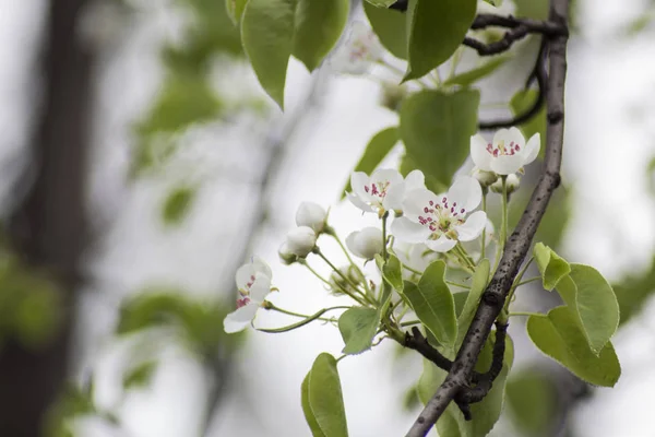 fresh flowers on tree. spring fruit tree
