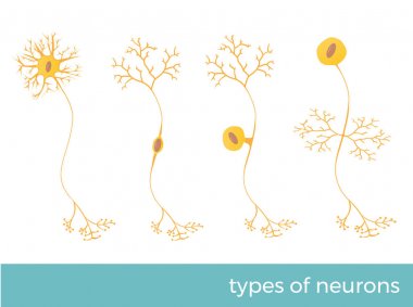 types of neurons - part of human's central nervous system. vector format illustration. clipart