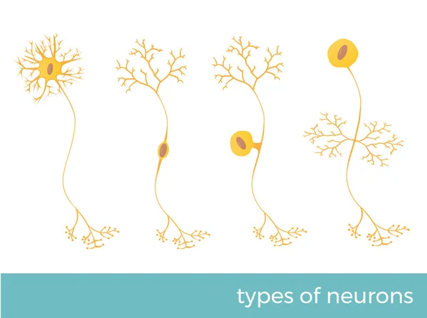 Types Neurons Part Human Central Nervous System Vector Format Illustration — Stock Vector