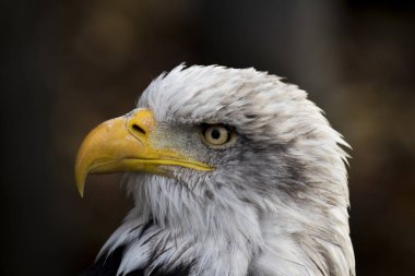 Amerikan Kel Kartalı. Haliaeetus leucocephalus. Amerika 'nın amblemi olan gururlu kuşun fotoğrafı.