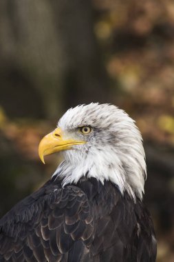 Amerikan Kel Kartalı. Haliaeetus leucocephalus. Amerika 'nın amblemi olan gururlu kuşun fotoğrafı.