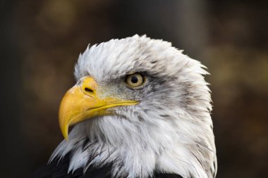Amerikan Kel Kartalı. Haliaeetus leucocephalus. Amerika 'nın amblemi olan gururlu kuşun fotoğrafı.