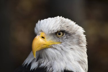 Amerikan Kel Kartalı. Haliaeetus leucocephalus. Amerika 'nın amblemi olan gururlu kuşun fotoğrafı.