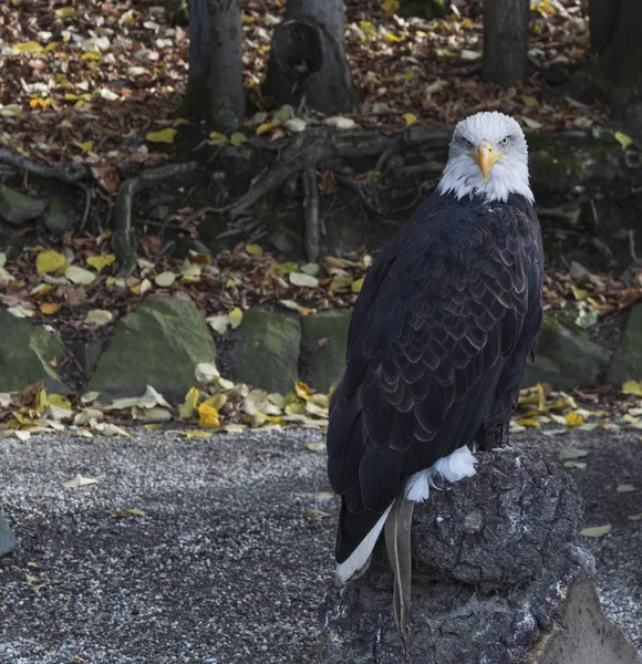 Amerikanischer Weißkopfseeadler Haliaeetus Leucocephalus Foto Eines Stolzen Vogels Als Wahrzeichen — Stockfoto