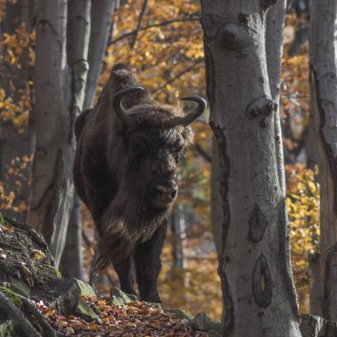 A free European bison in a natural environment photographed in Poland clipart