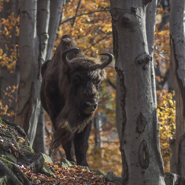 Free European Bison Natural Environment Photographed Poland — Stock Photo, Image