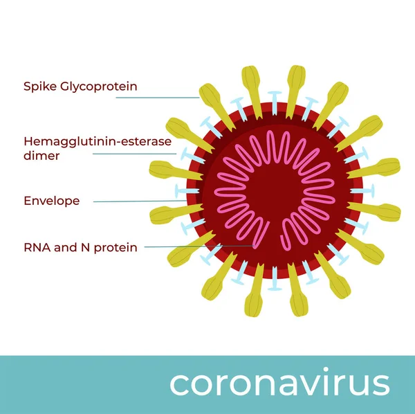 Webschematic Vector Illustration Chinese Coronavirus Construction Cross Section — Stock Vector