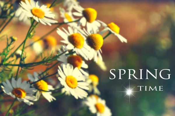 Hello Spring Concept Beautiful Daisies Sunlight Outdoor — Stock Photo, Image