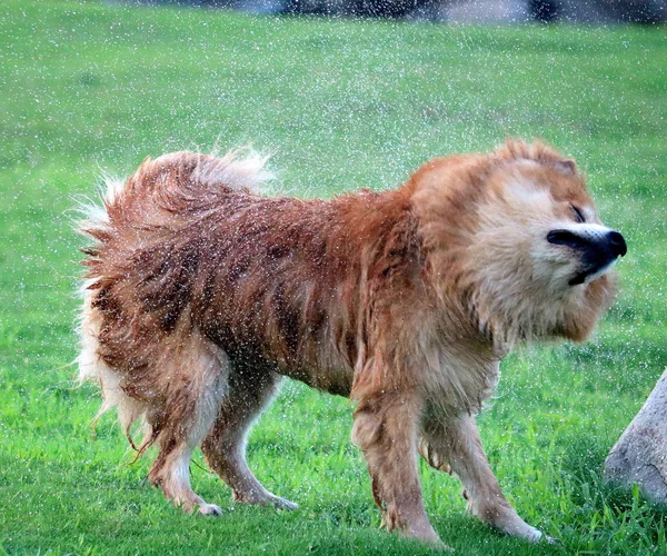 Собака бризок води — стокове фото