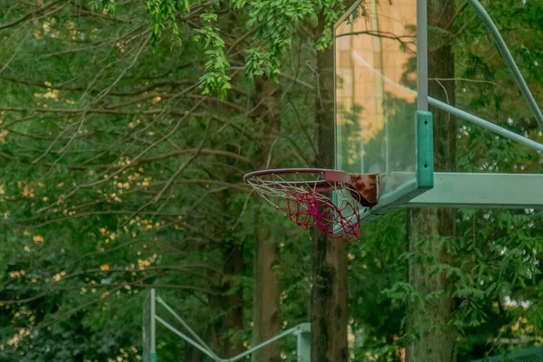 Ein Basketballtor im Wald — Stockfoto