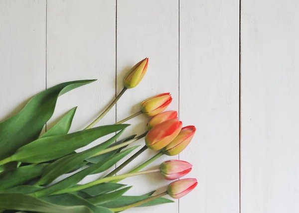 Een rode tulpen — Stockfoto
