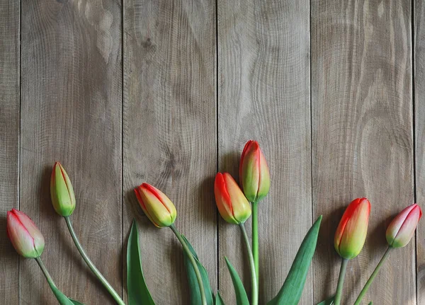 Eine rote Tulpe — Stockfoto