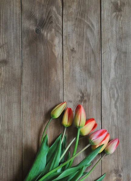 Červené tulipány — Stock fotografie