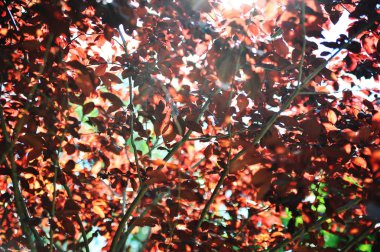 sonbahar yaprakları