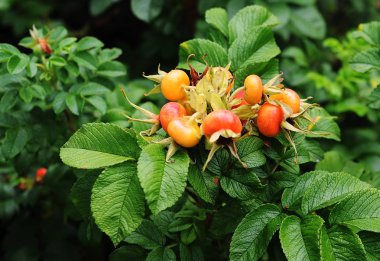 Kırmızı kuşburnu