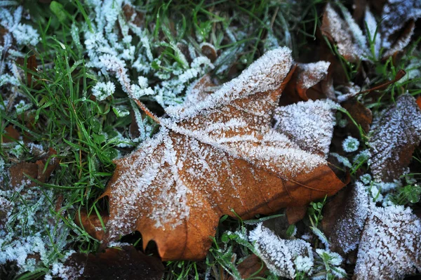 Foglia d'autunno sul pavimento con brina — Foto Stock