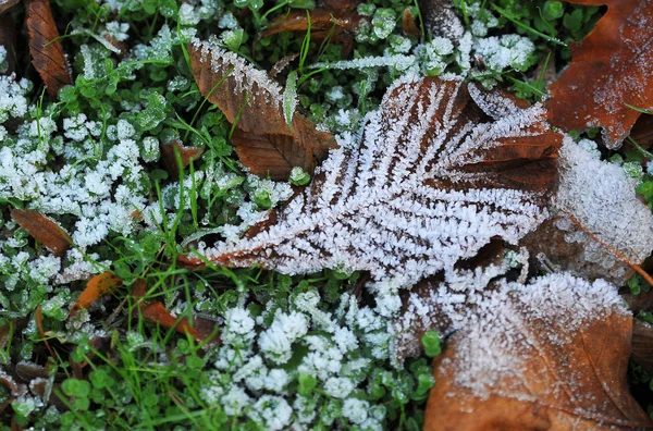 Höst löv på golvet med rimfrost — Stockfoto
