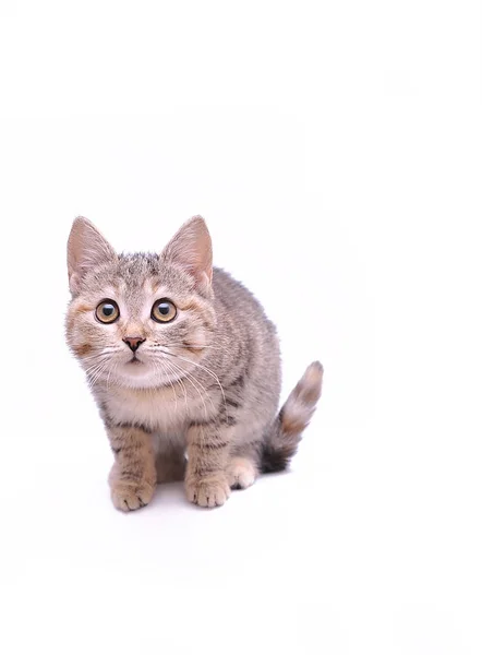 Weinig Grijs Kitten Spelen Een Witte Achtergrond — Stockfoto