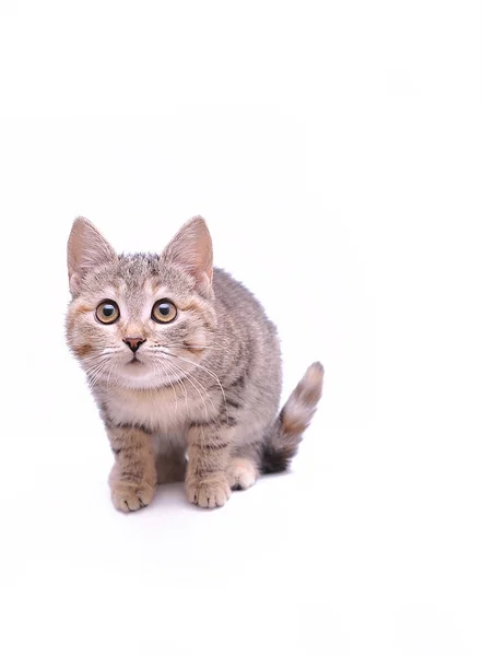 Pequeno Gatinho Cinza Jogando Fundo Branco — Fotografia de Stock