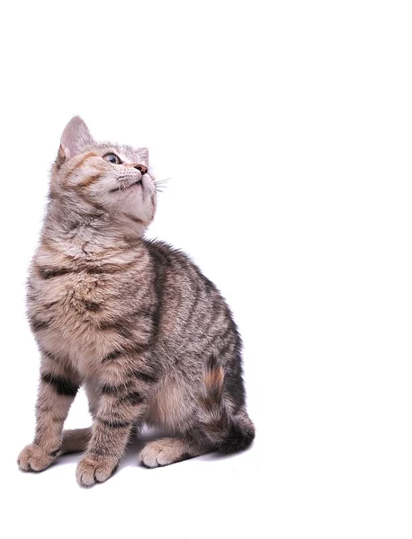 Weinig Grijs Kitten Spelen Een Witte Achtergrond — Stockfoto
