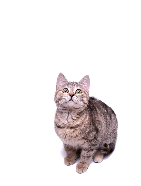 Little Grey Kitten Playing White Background — Stock Photo, Image