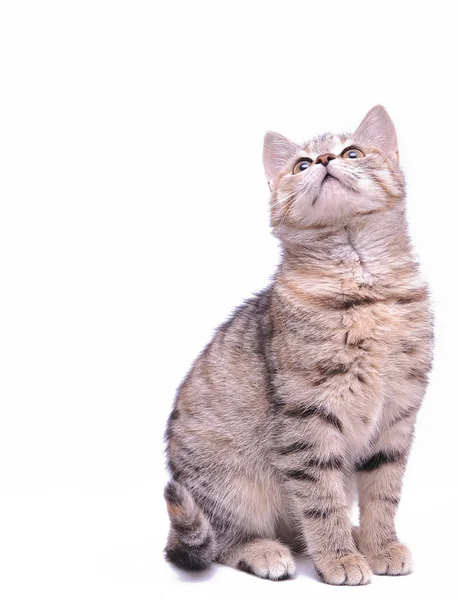 白地に小さな灰色子猫 — ストック写真