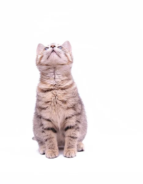 Pequeno Gatinho Cinza Jogando Fundo Branco — Fotografia de Stock