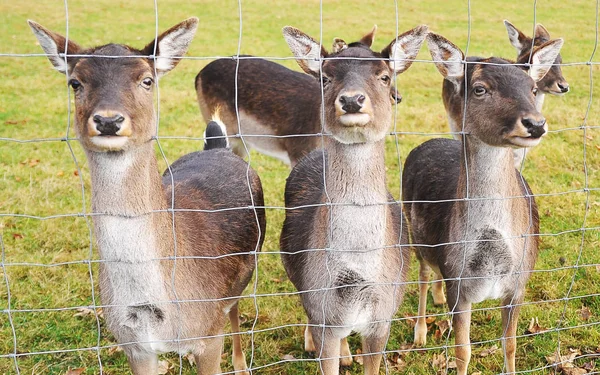 Jeune Cerf Dans Prairie — Photo