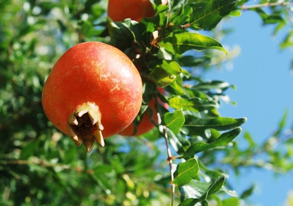 Reifer Granatapfel Wächst Auf Einem Baum — Stockfoto