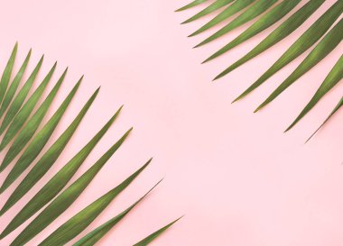 Arka plan palmiye yaprağı.