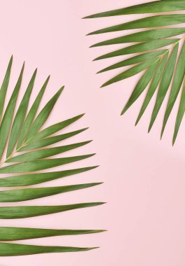 Palmiye ağacı yaprak pembe bir arka plan üzerinde.