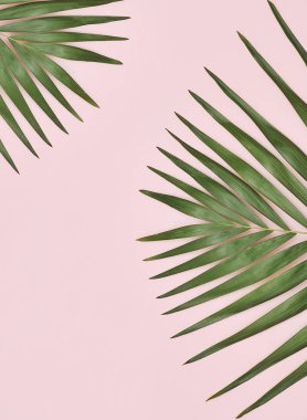 Palmiye ağacı yaprak pembe bir arka plan üzerinde.
