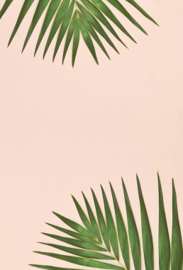 Arka plan palmiye yaprağı.