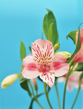 Alstroemeria çiçek 